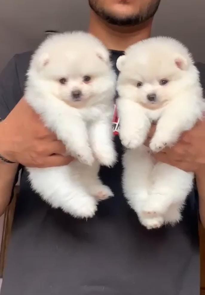Buy Male Toy Pomeranian Puppy from Hyderabad